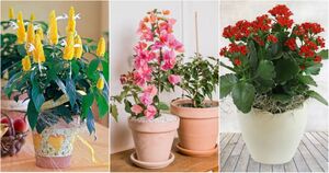 10 красивых комнатных растений, которые цветут круглый год