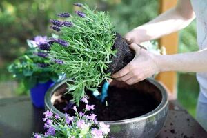 Цветок лаванда — описание, полезные свойства, выращивание дома