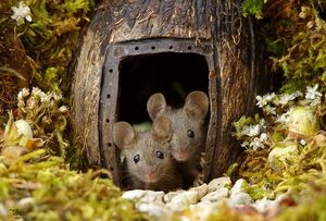Фотограф обнаружил семью мышек на своём заднем дворе и решил построить им мини-деревню