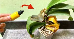 Чеснок и йод — 2 незаменимых средства для помощи орхидеям с гнилыми корнями и листьями