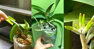 Орхидея отрастит много новых корней если регулярно обрабатывать ее полезным растением