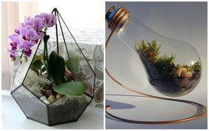 10 идей для дизайна террариума с домашними растениями