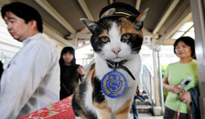 Как бродячая кошка спасла от банкротства железнодорожную станцию и стала смотрителем