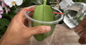 Восстановить корни орхидеи очень просто! Самый эффективный способ