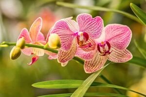 Как нарастить корни у орхидеи