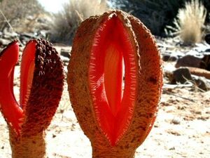 Африканская гиднора – одно из самых странных на вид растений