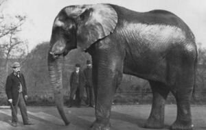 Самые известные в мире слоны и их трагические судьбы