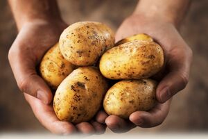 Почему картофель в будущем может стать деликатесом в рационе россиян