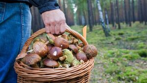 Российских грибников пообещали “озолотить”