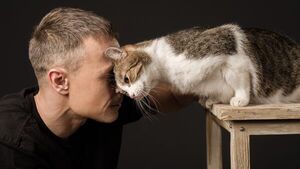 Кошачий язык: как научиться понимать свою кошку