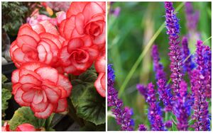 12 цветов, которые легко сможет вырастить любой новичок в садоводстве