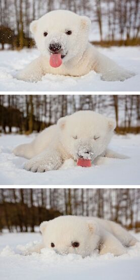 12 фото очаровательных белых медвежат