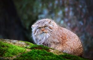 Сердитый, но не злой: 7 фактов о котах породы манул