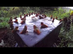 Редкое видео: 30 колибри собрались на вечеринку в бассейне в ванне для птиц