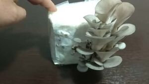 Как вырастить вешенки на туалетной бумаге