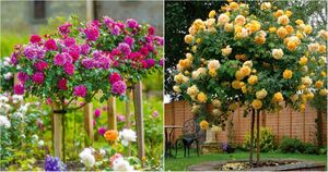 Штамбовые розы превратят обычный сад в королевский