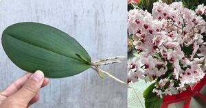Самый простой способ размножения орхидеи листом, который дает отличные результаты