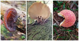 Пошел за обычными грибами, а нашел это: самые невероятные и удивительные грибные находки