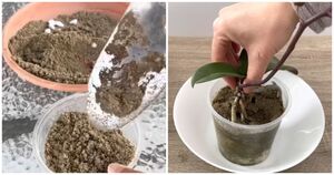 Если орхидея чахнет, попробуйте вместо коры использовать песок