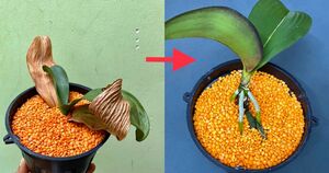 Восстановить орхидею с помощью чечевицы: лучший способ из всех, что я пробовала