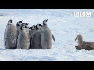 Неожиданный герой спас птенцов пингвина от буревестника