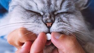 Как заставить кота съесть таблетку: топ лучших лайфхаков для хозяев
