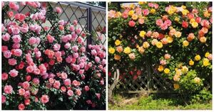 Живая изгородь из роз — решение, которое преобразит сад