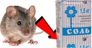 Избавляемся от крыс и мышей без использования отрав раз и навсегда