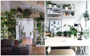 10 идей креативного размещения растений в квартире