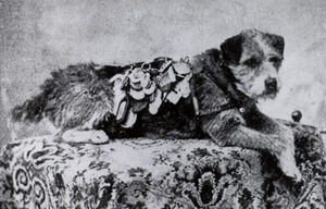 Пёс Оуни, который преодолел более 200 000 км, стал символом верности и человеческого предательства