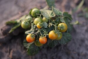 Какие сорта томатов дают высокий урожай