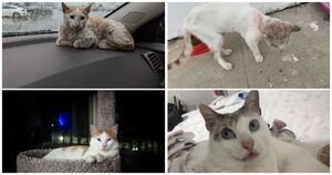 20+ фото до и после спасенных кошек, которые чувствую себя лучше с тех пор, как их «усыновили»