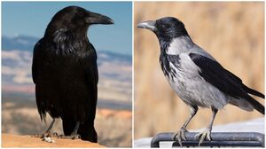 Как ворону отличить от ворона: 9 особенностей между пернатыми