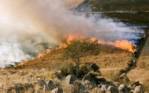 Для чего и как австралийские аборигены регулярно устраивали масштабные пожары