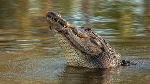 5 вещей, которые крокодилы делать не умеют и вряд ли научатся