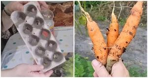Хитрость для огородников: удобный посев моркови в яичные лотки