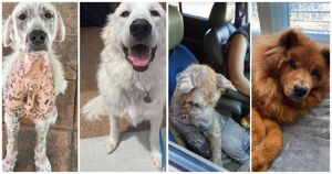 Собаки до и после того, как их подобрали с улицы: фотографии, которые возвращают веру в человескую доброту