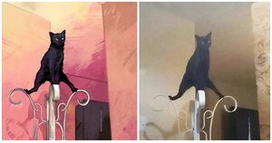 Художница создала иллюстраци котиков на основе реальных фото. Без слёз не взглянешь