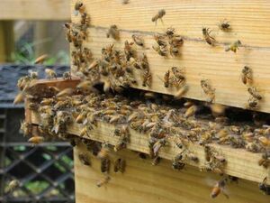 Ученые считаю пчел намного важнее людей или других животных/насекомых на Планете