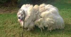 После чудесного спасения с этой собаки сбрили 16 кг шерсти