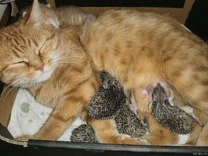 Несколько колючих младенцев воспитывает кошка!