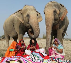Индианки вяжут слонам пижамы, чтобы бедняжки не мёрзли в холода