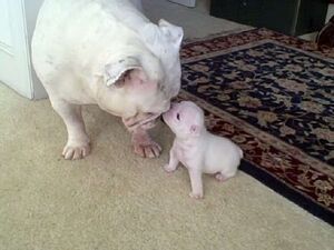 Маленький щенок очень смешно злится на свою маму