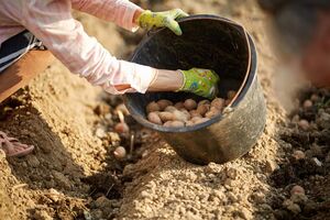 Огородник, который жить не может без экспериментов, рассказал, как вырастить картофель прямо в мешках