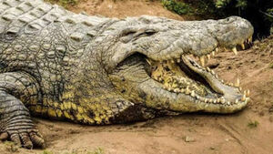 Самому старому в мире нильскому крокодилу Генри исполнился 121 год