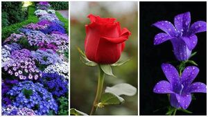 50 самых красивых цветов в мире