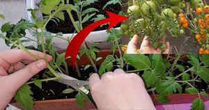 Недавно узнала, что если обрезать рассаду томатов, то можно получить в 2 раза больше урожая. Теперь делаю так каждый год