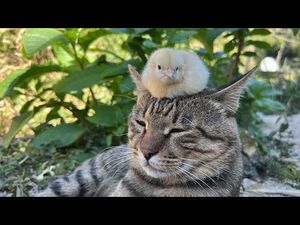 Кошка фактически позволяет птенцам сесть ей на голову