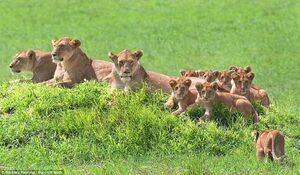Потрясающие снимки львиц с детенышами в дикой природе