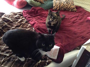 История о кошках брате и сестре, которых спасли из приюта.